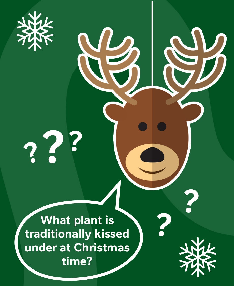 Collage of a reindeer graphic asking a quiz question on a dark green background