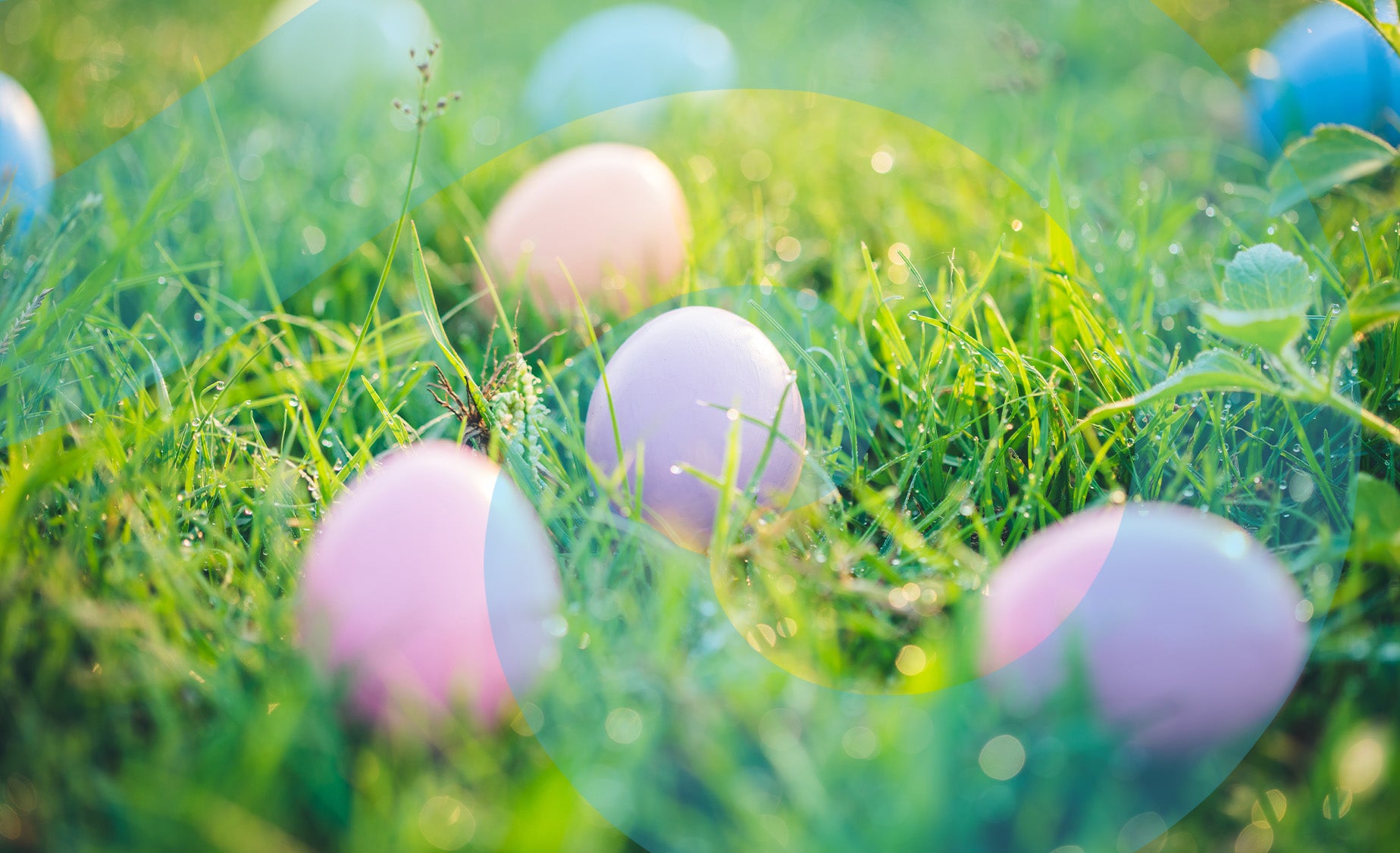 Pastel-coloured eggs in the grass