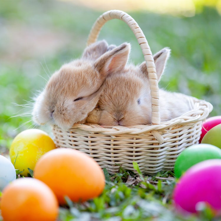 Two sleeping baby rabbits in a small wicker basket, surrounded by colourful eggs in the grass