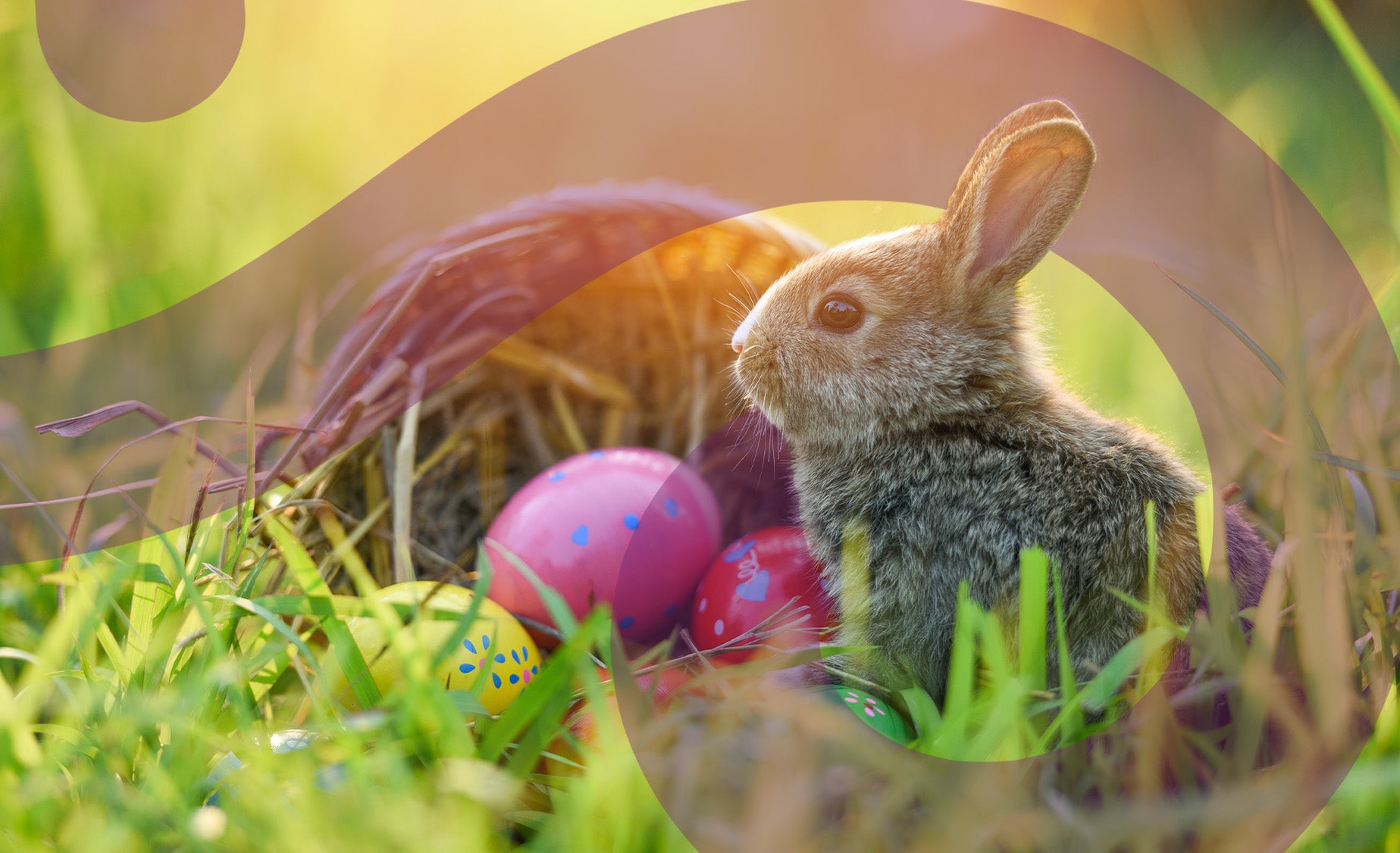 Baby rabbit sits next to basket of colourful eggs in the grass 