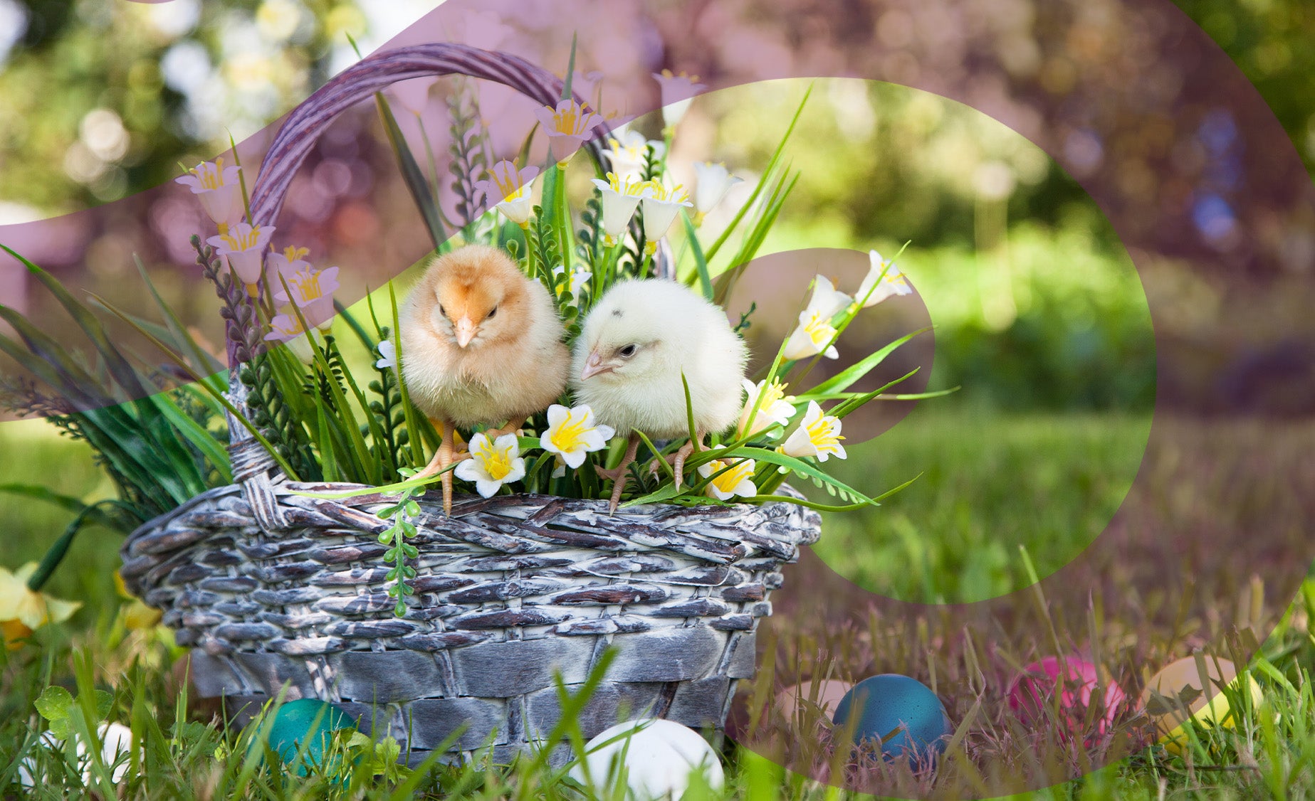 Two chicks perched on a flower-filled wicker basket in the grass with colourful eggs 